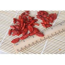 Maravilhoso, Berry Goji melhor dessecado, Ningxia